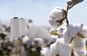 Organic Cotton Yarn